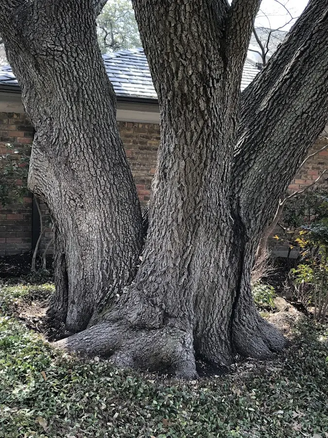 Mature heritage tree close to a Fernwood property cared for by certified arborists